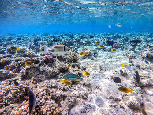 Shoal of differend kinds of the fish -  sailfin tang, Longnose Parrotfish, Picasso trigger, Birdmouth wrasse and other tropical fish swimming at the coral reef in the Red Sea, Egypt..