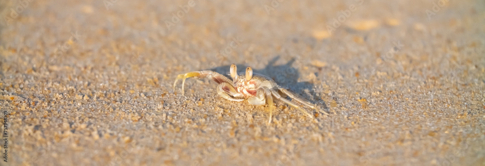 A crab on the beach is running on the white sand. Exotic animals in the resorts of tropical islands. The concept of a beach holiday in the tropics. A crab on the beach is running on the white sand. Exotic animals in the resorts of tropical islands. The concept of a beach holiday in the tropics.