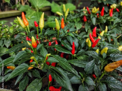 Pepper Capsicum annuum is an annual herbaceous plant belonging to the Solanaceae family photo