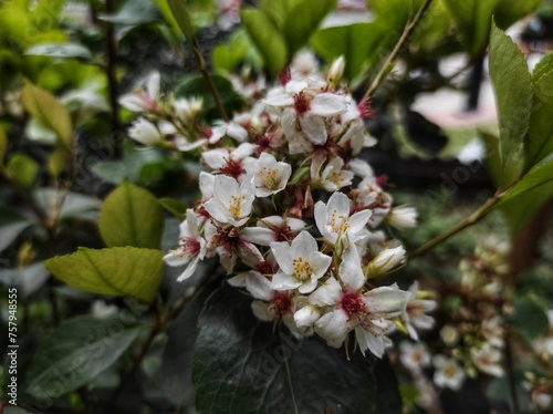 Rhaphiolepis indica or Hong Kong Hawthorn blooming in the garden 