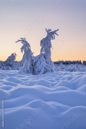 fir trees in snow at sunrise