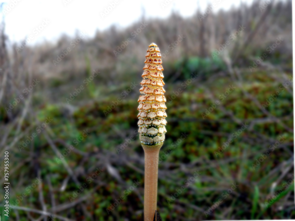 a single stalk of horsetail in a spring field