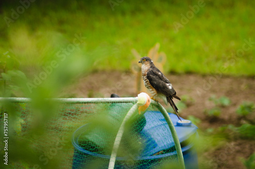 Fotografia The predator Sparrow hawk lurking in the garden