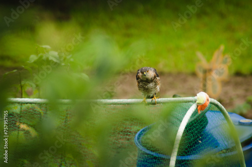 Fotografia The predator Sparrow hawk lurking in the garden