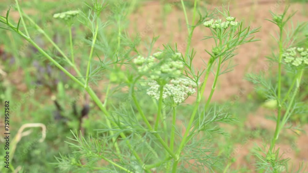 Dill flower or Anethum graveolens flower. . yellow dill flower in vegetable garden. It is used to make food delicious. agricultural field. Dill flower or Anethum graveolens flower. . yellow dill flower in vegetable garden. It is used to make food delicious. agricultural field.