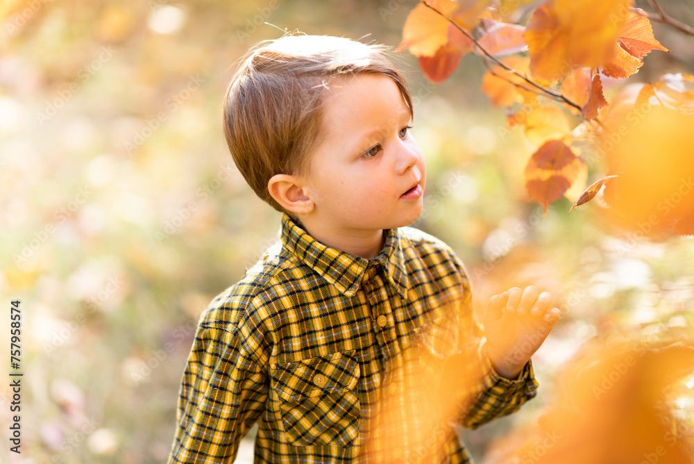A little fair-haired boy in the autumn forest looks at the leaves on the bushes.. A little fair-haired boy in the autumn forest looks at the leaves on the bushes..