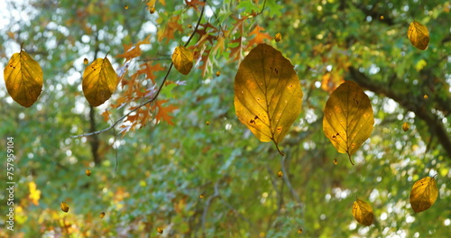 Image of autumn leaves falling against view of trees and sky