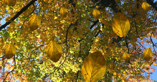 Image of autumn leaves falling against view of trees and blue sky