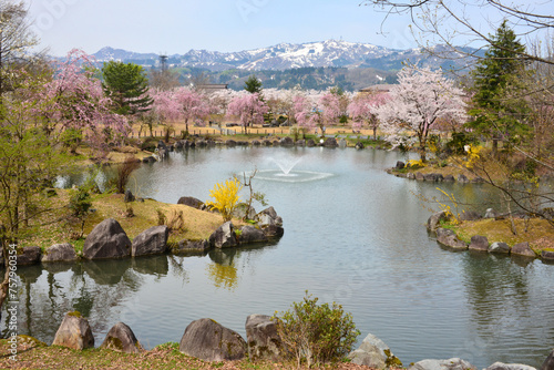 桜花満開の銭淵公園