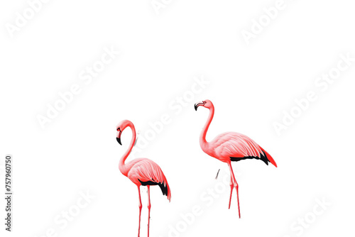 feathers three trees monochrome palm Landscape large plants jungle large flamingos background pink