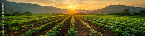 A field of green plants is illuminated by the setting sun in a vibrant farm scene. Rows of crops stretch into the distance under the colorful sky