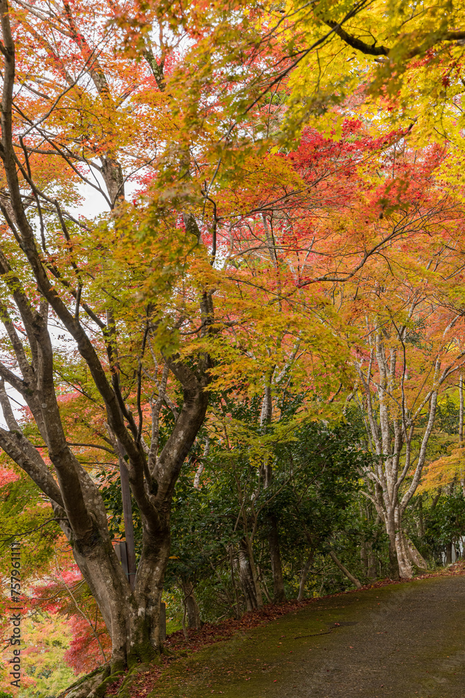Naklejka premium 日本 滋賀県東近江市にある永源寺の境内の紅葉