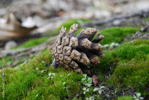 pine cone on green moss in the forest