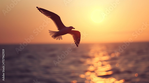 seagull in the sunset over sea (3)