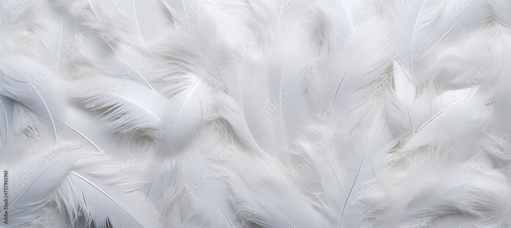 White feathers background White feathers background