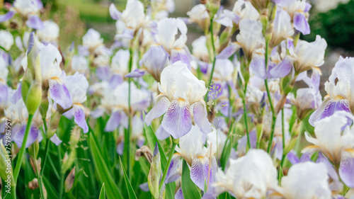 White-purple iris blooms in the garden. Lots of irises. 