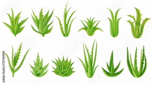 Vector illustration of aloe vera plant