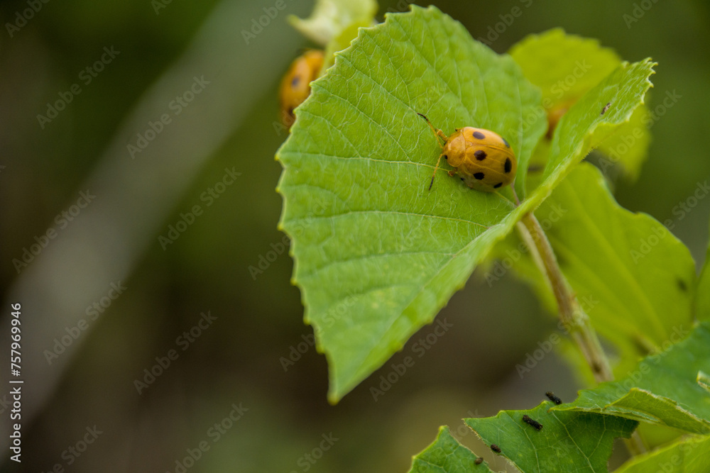 ladybug on a leaf ladybug on a leaf