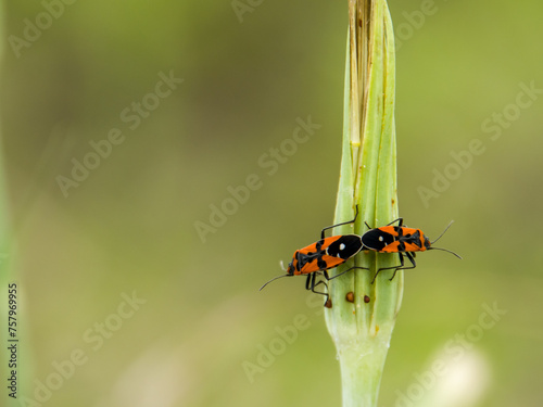 Bugs mating (Lygaeus equestris) photo