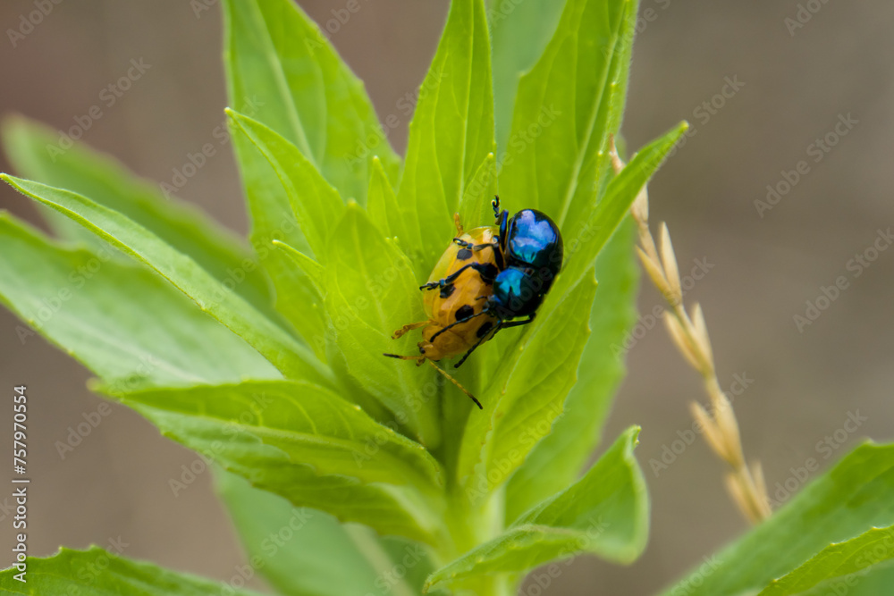 Blue milkweed beetle mating with ladybug Blue milkweed beetle mating with ladybug