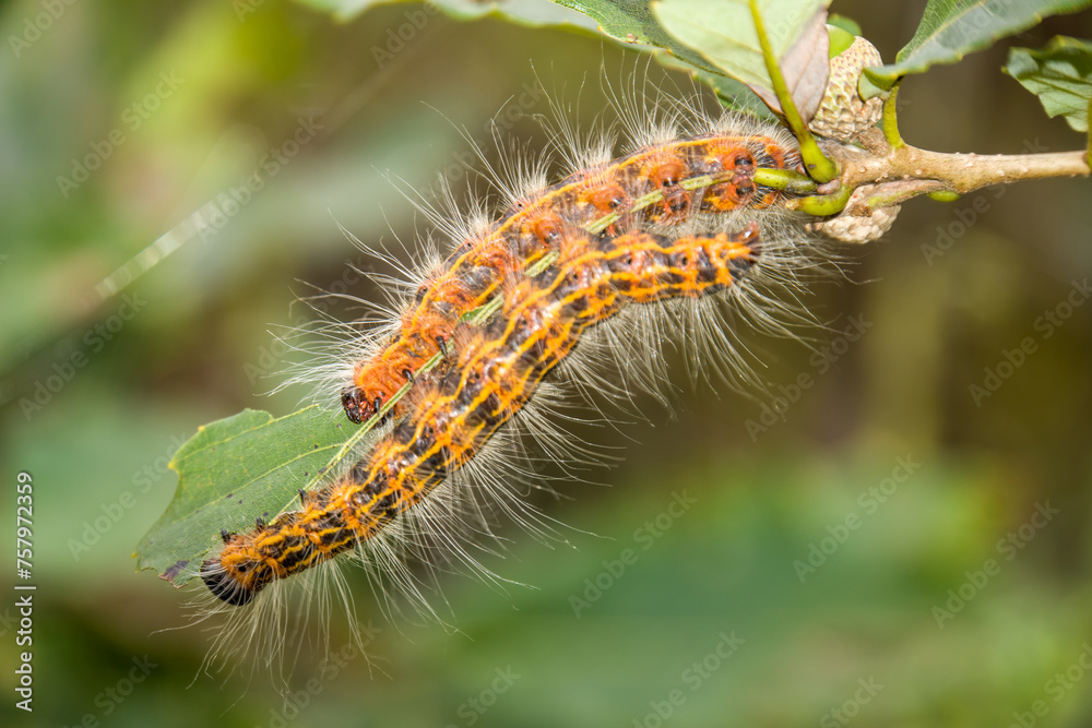 Fototapeta premium caterpillar on leaf