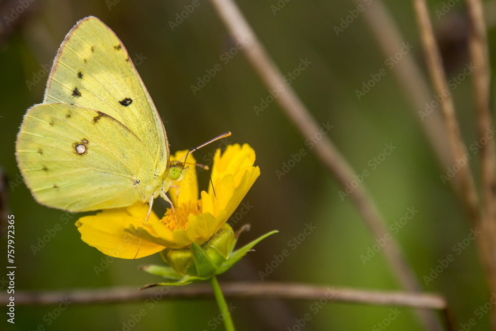beautiful orange sulfur butterfly, on a yellow flower beautiful orange sulfur butterfly, on a yellow flower
