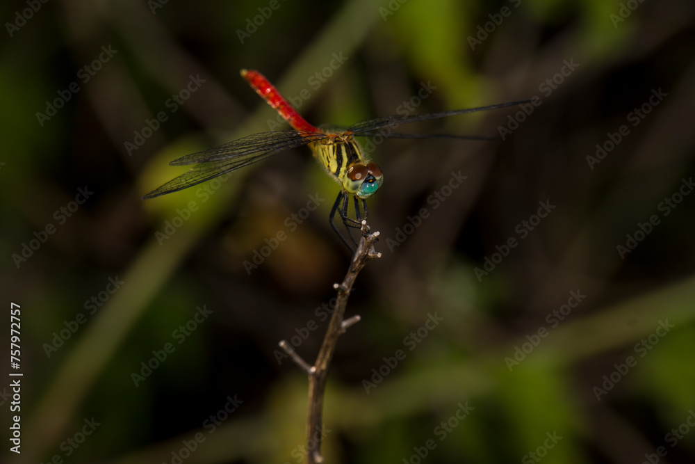 Sympetrum frequens dragonfly perched on a dry flower Sympetrum frequens dragonfly perched on a dry flower