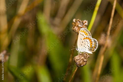 beautiful of Silver-studded blue butterfly, on dry flower © yashis007