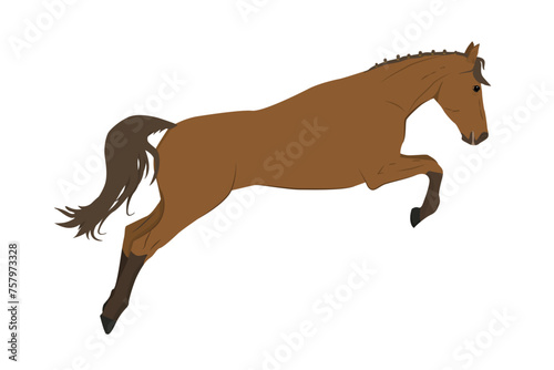 vector illustration of a running and jumping horse in brown color isolated on a white background. The theme of equestrian sports  training and animal husbandry. 