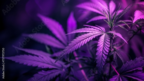 Cannabis plant growing under purple lights in indoor plantation farm. © Joyce