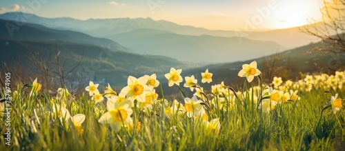 Vivid Springtime Beauty: Blossoming Field of Yellow Daffodils Under Bright Sunshine