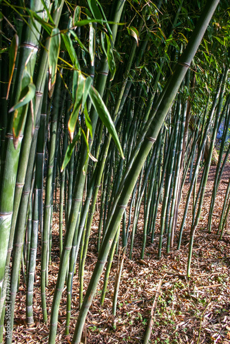 Thickets of bamboo in the suburbs of New Jersey, USA