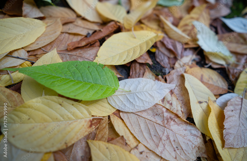 Yellow and green leaves on the ground in the forest. Yellow and green leaves on the ground in the forest.