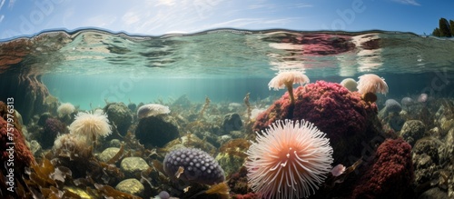 An Enchanting Underwater World Teeming with Colorful Coral and Diverse Marine Life