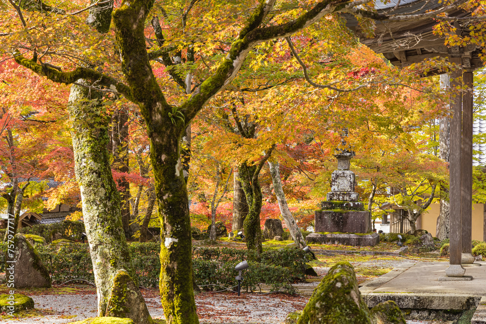 日本　滋賀県東近江市にある永源寺の紅葉に染まった開山御手植の楓樹