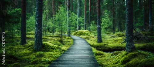 Serene Wooden Path Meandering Through Lush Forest with Vibrant Green Ferns photo