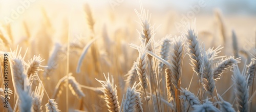 Golden Wheat Field Glowing in Brilliant Sunlight, Organic Farming Landscape