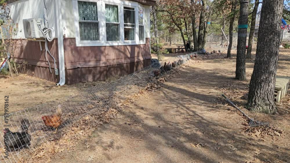 Time lapse of hens walk back to chicken coop through metal wire tunnel connected with outdoor enclosure in back yard next to mobile house. Time lapse of hens walk back to chicken coop through metal wire tunnel connected with outdoor enclosure in back yard next to mobile house.