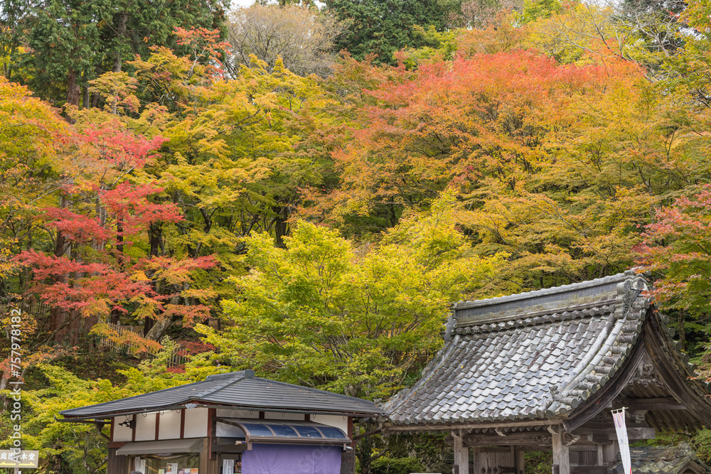 日本　滋賀県東近江市にある湖東三山の一つ、百済寺の境内の紅葉