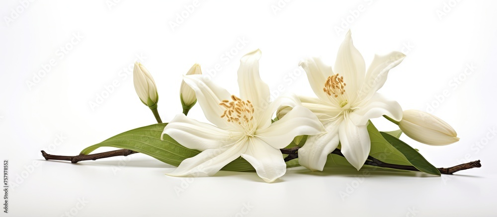 Fototapeta premium Elegant White Lily Blooms on Pure White Background, Delicate Floral Beauty