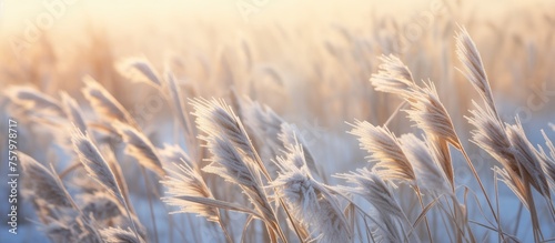 Golden Sunset Illuminates Serene Field of Lush Tall Grass with Dreamy Atmosphere