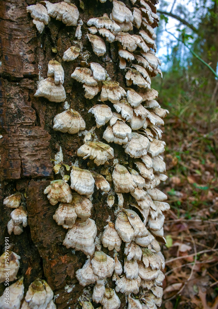 Trichaptum biforme - commonly known as the violet-pored bracket fungus, purple tooth, NJ Trichaptum biforme - commonly known as the violet-pored bracket fungus, purple tooth, NJ