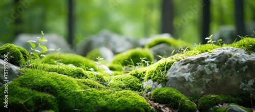 Serene Moss Blanket Over Rocks in Lush Forest - Tranquil Nature Scene