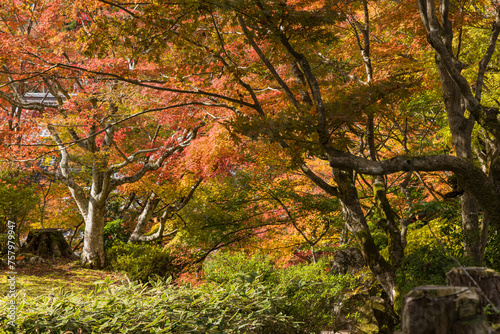 日本 滋賀県東近江市にある湖東三山の一つ、百済寺の本坊庭園の紅葉
