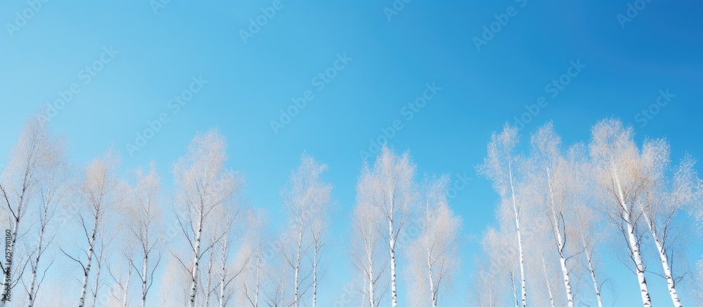 Serene Landscape: White Trees Silhouetted Against Clear Blue Sky in Nature's Peaceful Setting