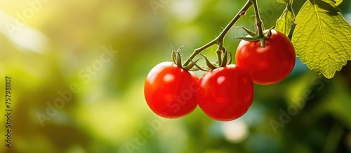 Vibrant Red Tomatoes Hanging from a Lush Green Branch in a Summer Garden
