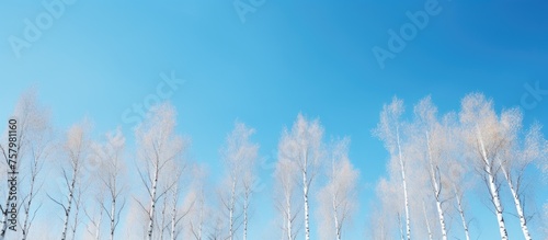 Serene Landscape  White Trees Silhouetted Against Clear Blue Sky in Nature s Peaceful Setting