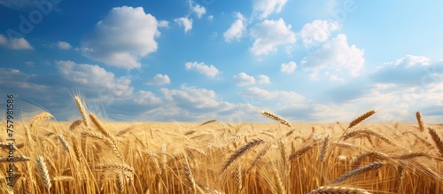 Golden Wheat Field Stretching to Horizon under Clear Blue Sky with Fluffy Clouds © Ilgun