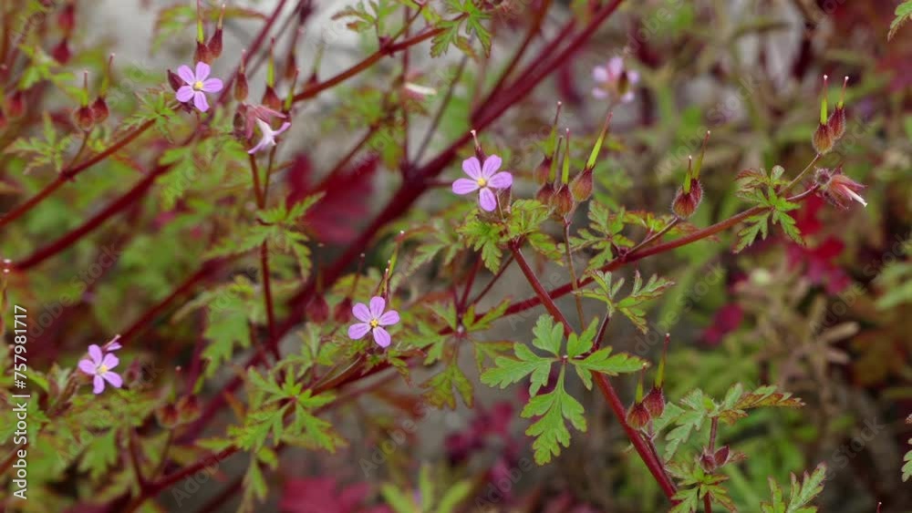 Geranium purpureum, little-robin, is plant in genus Geranium. Geranium purpureum, little-robin, is plant in genus Geranium.