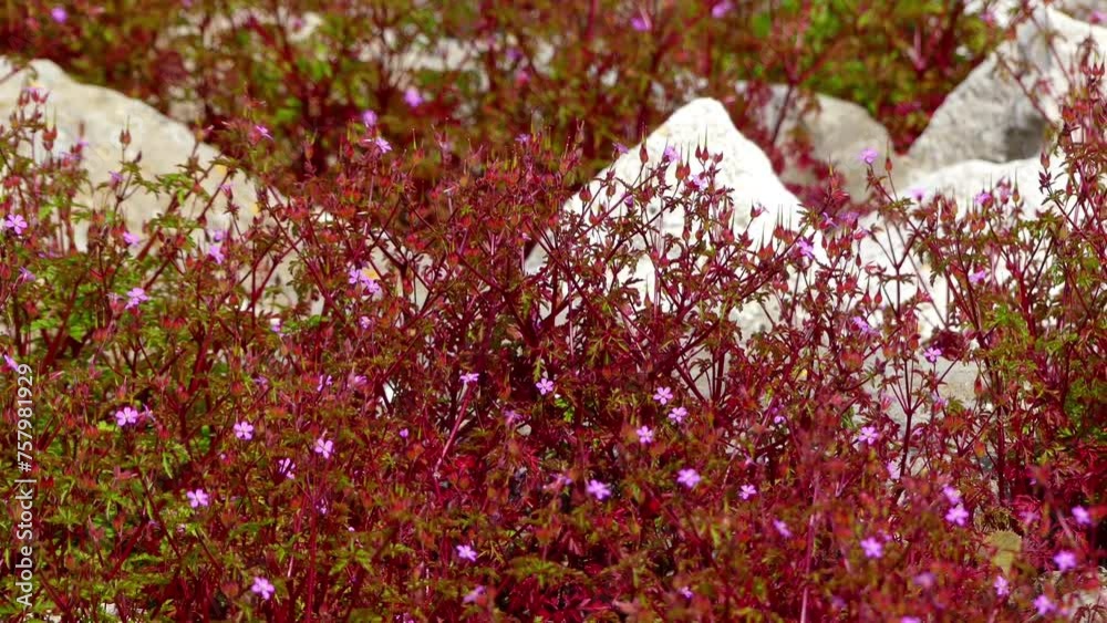 Geranium purpureum, little-robin, is plant in genus Geranium. Geranium purpureum, little-robin, is plant in genus Geranium.